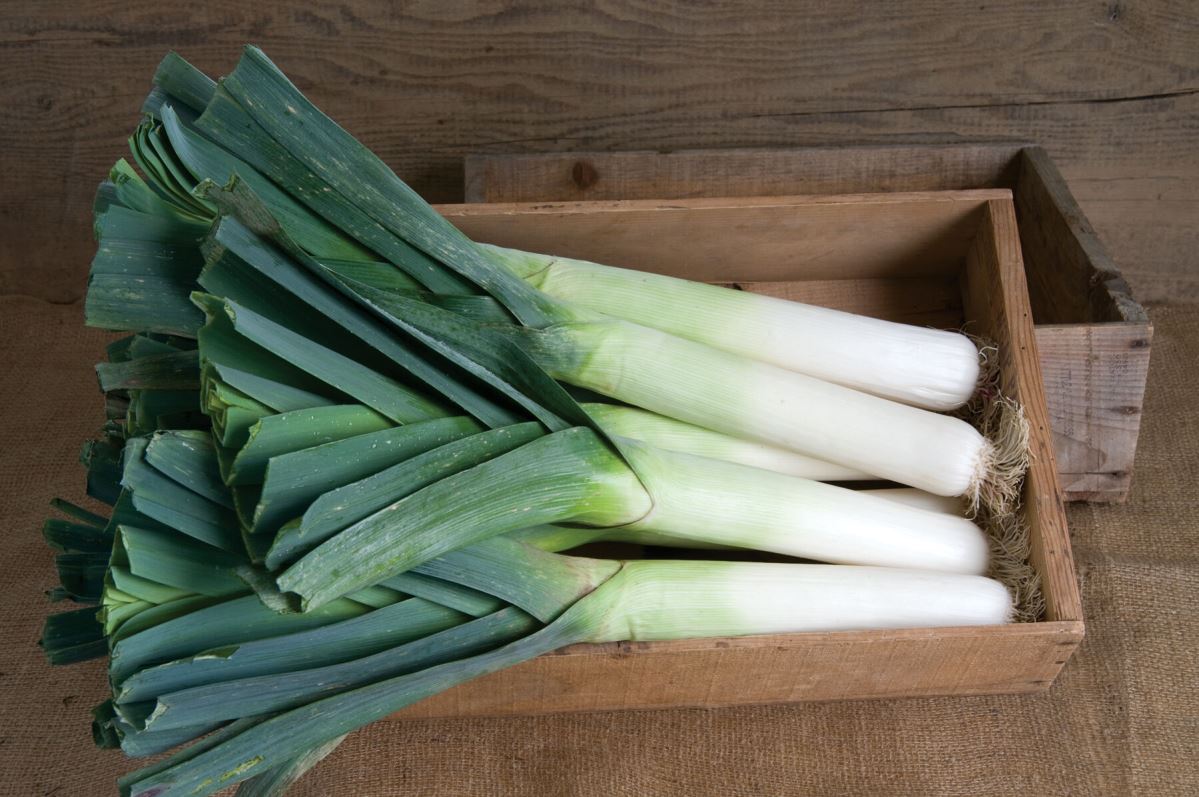 Megaton – Organic Leek Seed